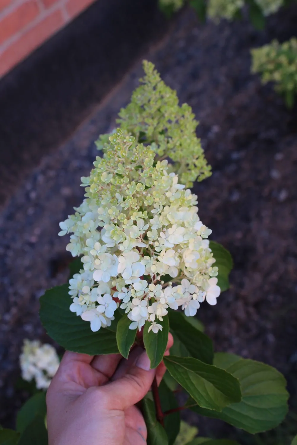 Hydrangea paniculata 'Grandiflora' - Image 3