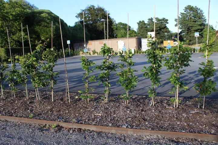 Fagus sylvatica fk Gottåsa E - Image 5