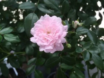 Rosa 'The Fairy'