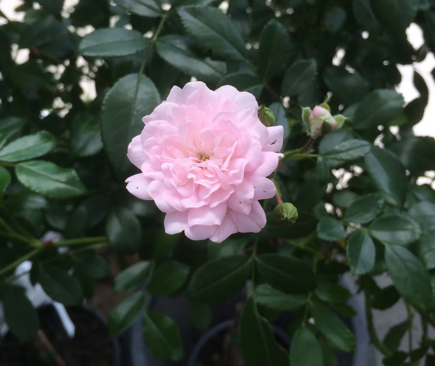 Rosa 'The Fairy'