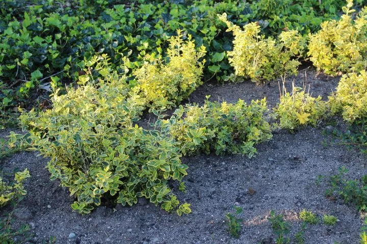 Euonymus fortunei 'Emerald n' Gold' - Image 4