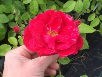 Rosa 'Flammentanz'