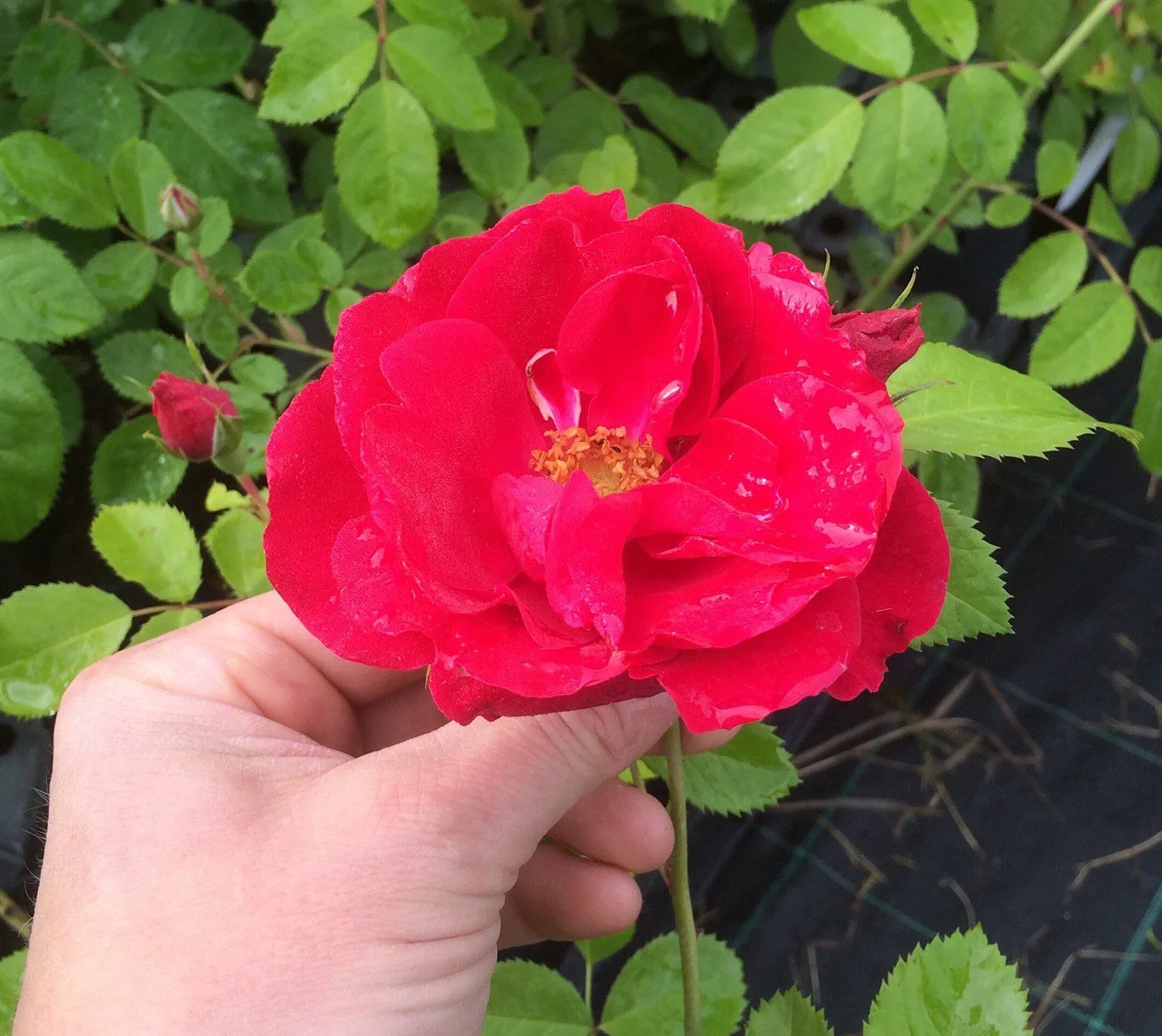 Rosa 'Flammentanz'
