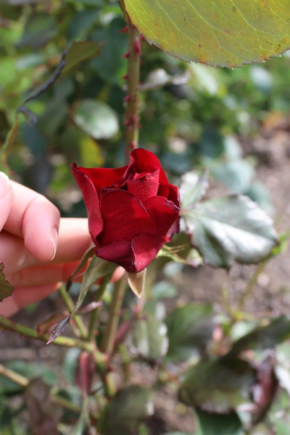 Rosa 'H C Andersen' - Image 3
