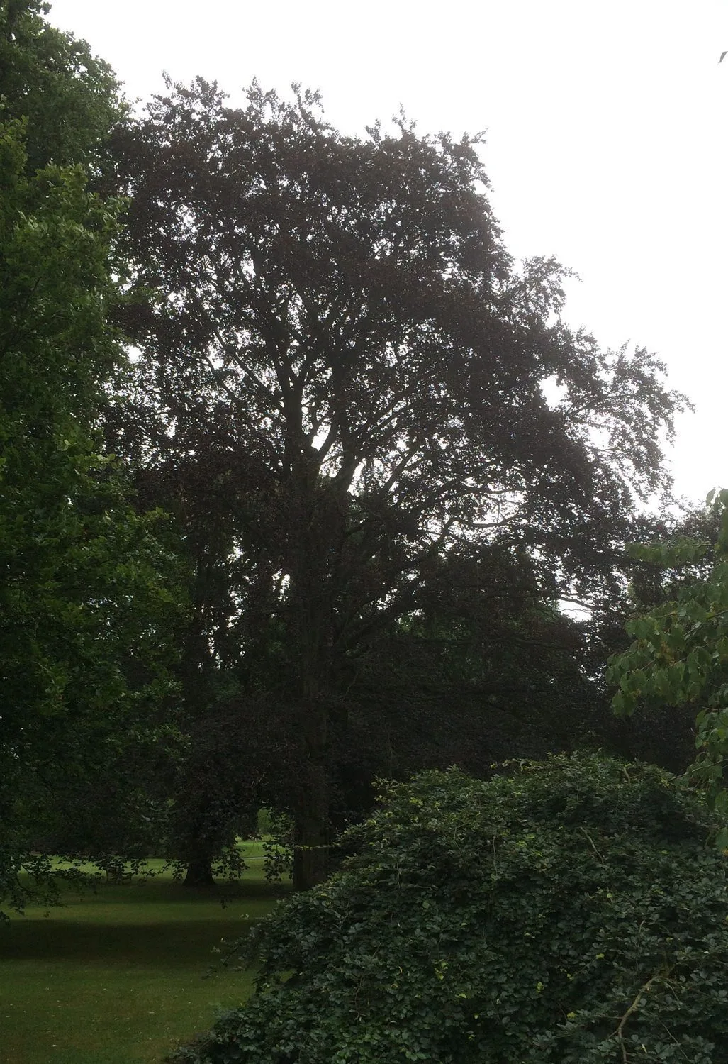 Fagus sylvatica 'Riversii' - Image 2