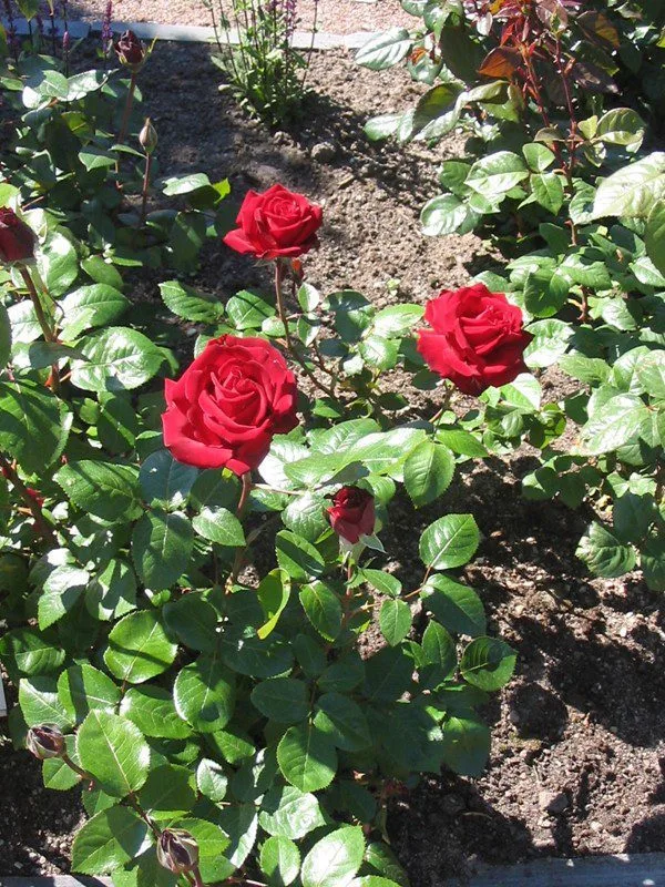 Rosa 'Ingrid Bergman' - Image 2