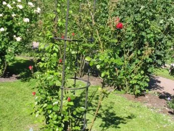 Rosa 'Sympathie'