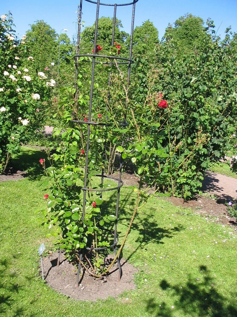 Rosa 'Sympathie'