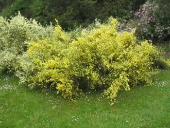 Cytisus praecox