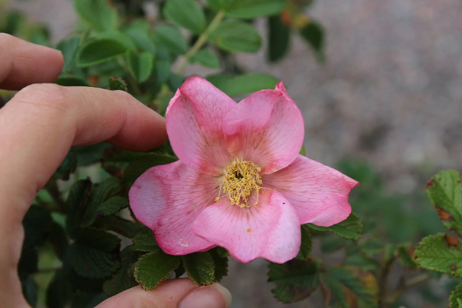 Rosa 'Fru Dagmar Hastrup' - Image 2
