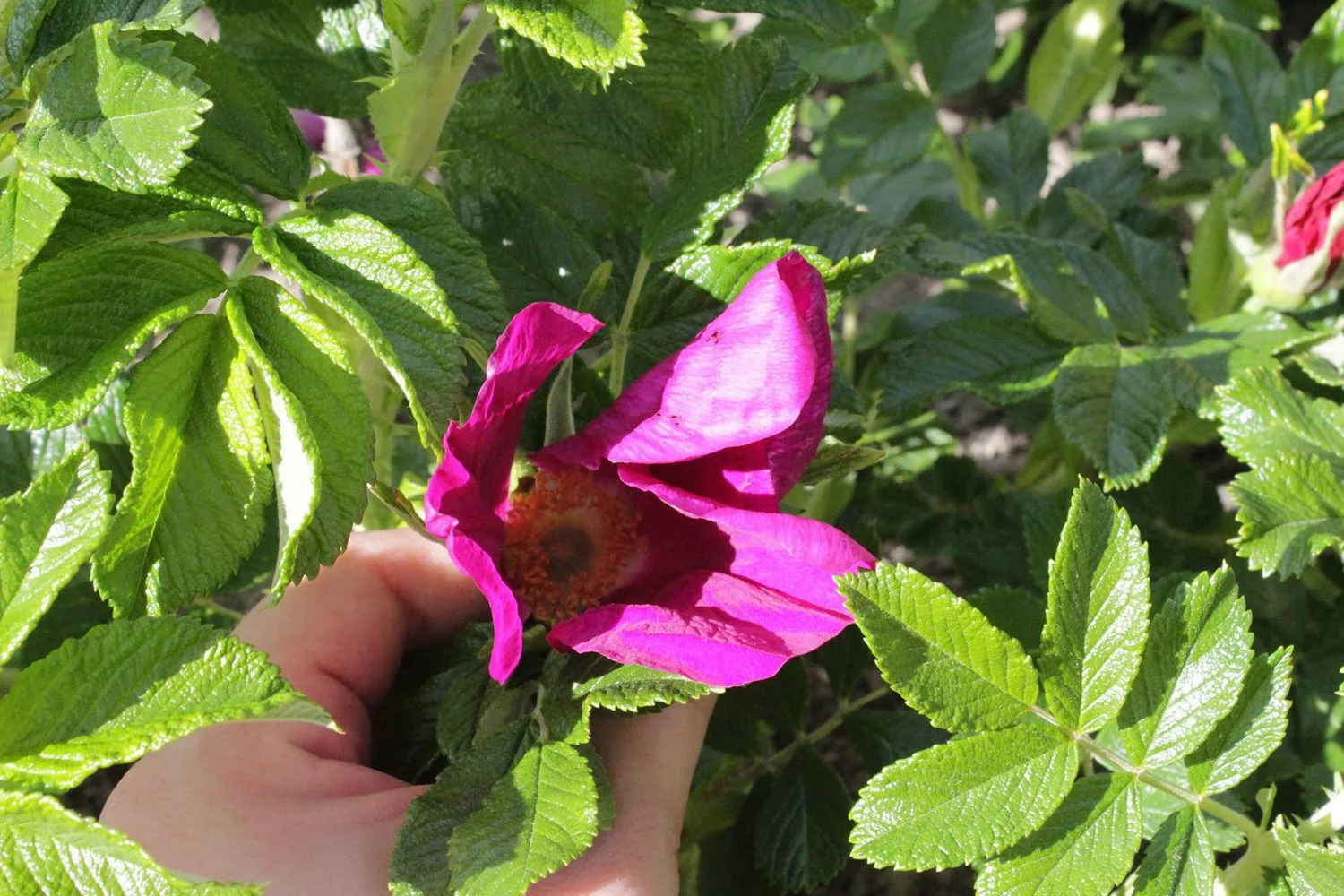 Rosa 'Jens Munk' - Image 2