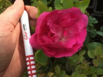 Rosa 'Morden Centennial'