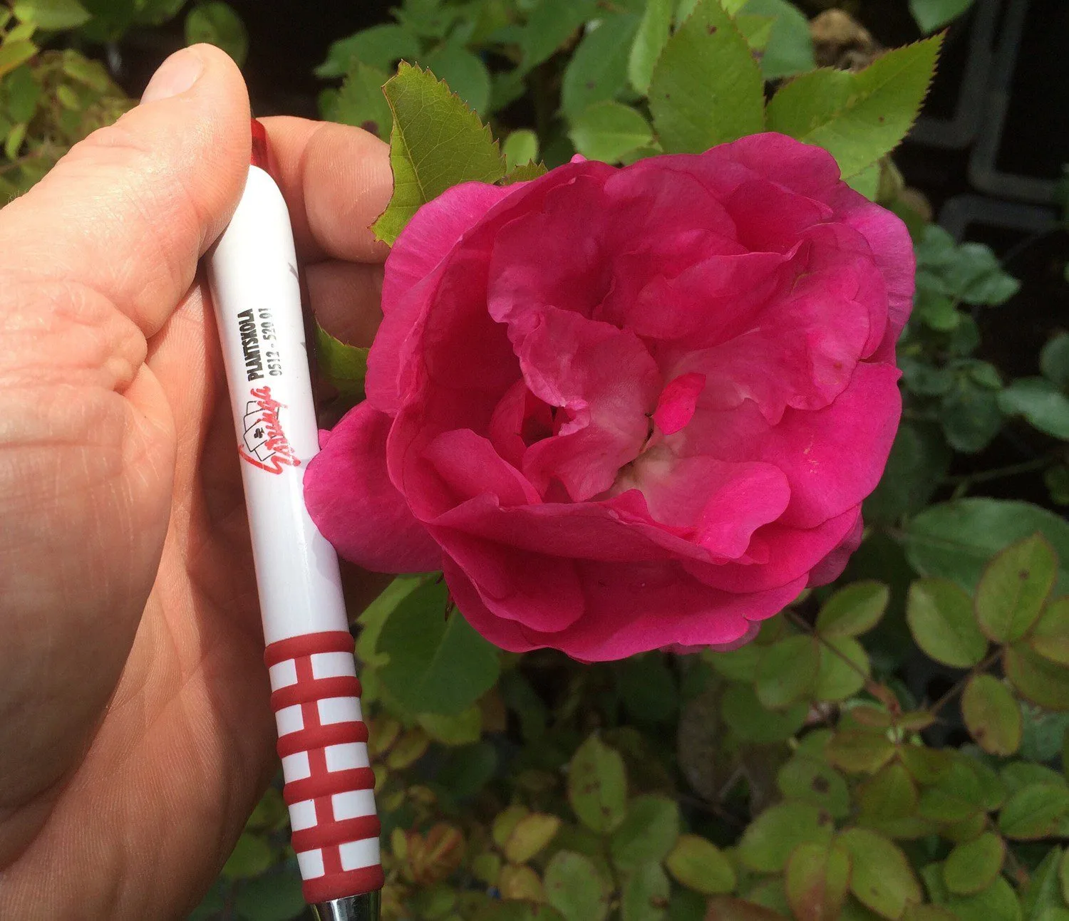 Rosa 'Morden Centennial'