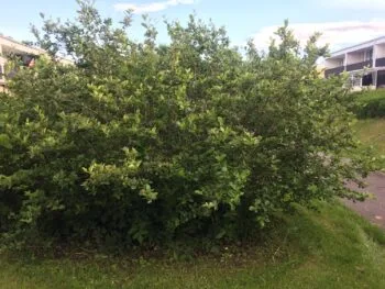 Aronia prunifolia fk Västeråker E