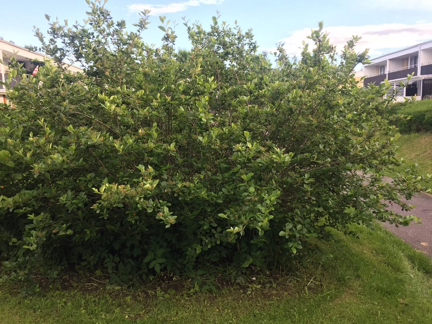 Aronia prunifolia fk Västeråker E
