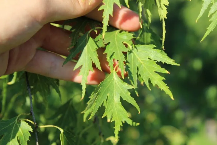 Betula pendula 'Dalecarlica' E - Image 6