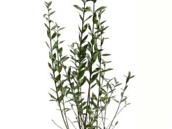 Ligustrum vulgare