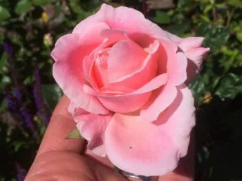 Rosa 'Queen Elizabeth'