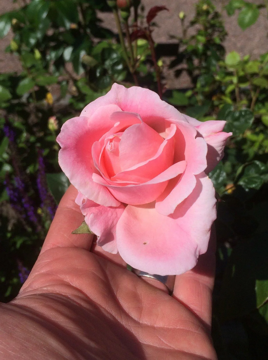 Rosa 'Queen Elizabeth'