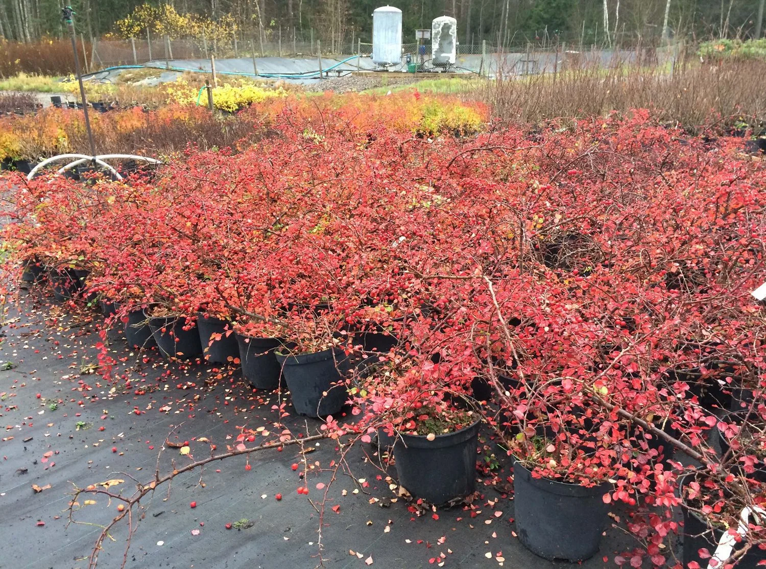 Cotoneaster apiculatus E