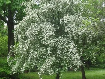Crataegus monogyna
