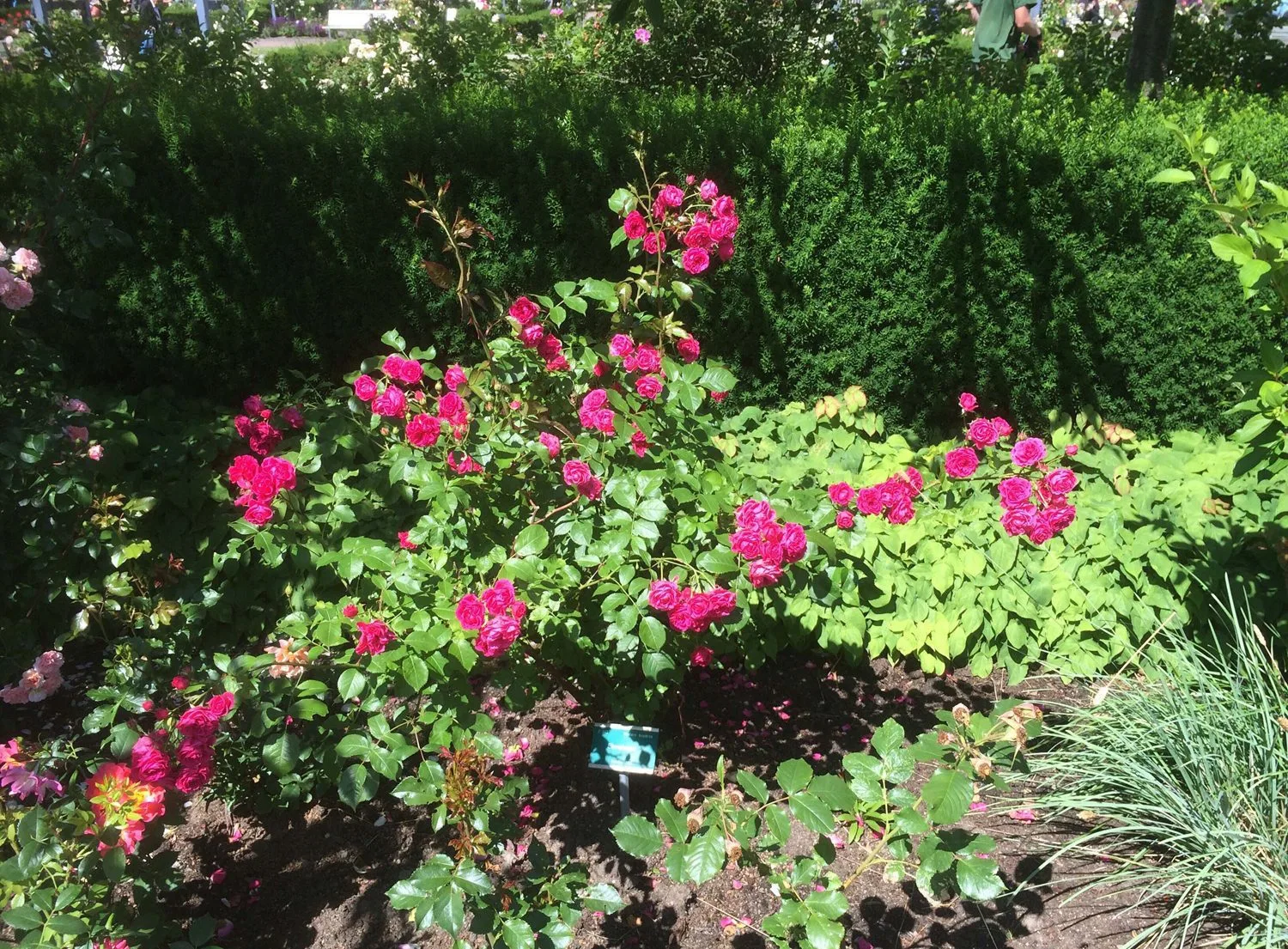 Rosa 'Elmshorn' - Image 2