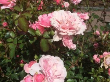 Rosa 'Bonica'