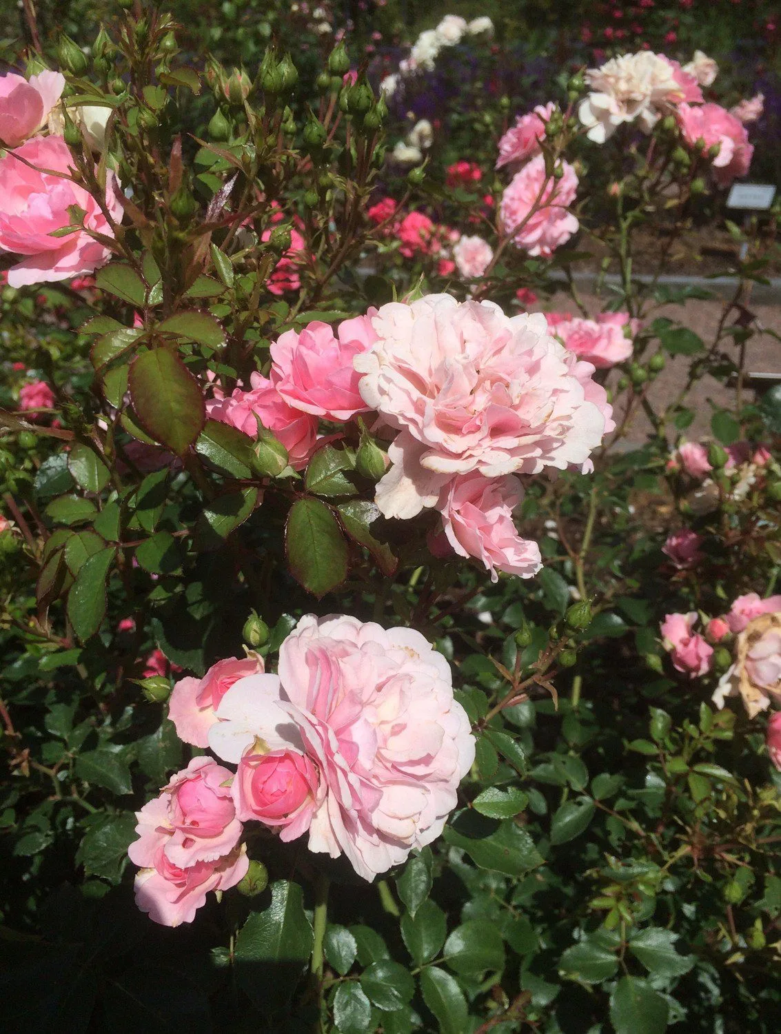 Rosa 'Bonica'