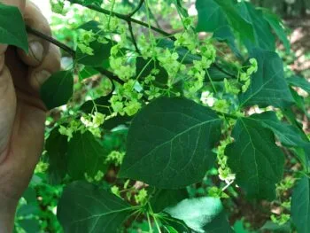 Euonymus planipes