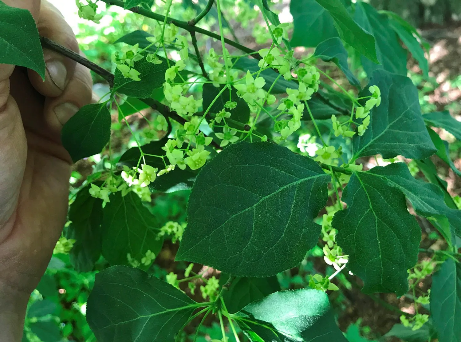 Euonymus planipes