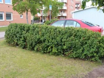 Cotoneaster lucidus