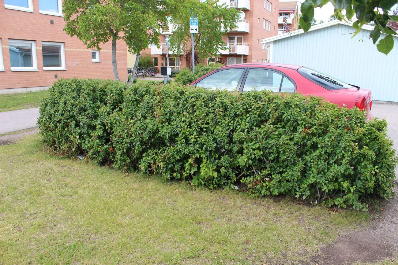 Cotoneaster lucidus