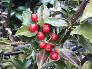 Ilex aquifolium 'Blue Maid'