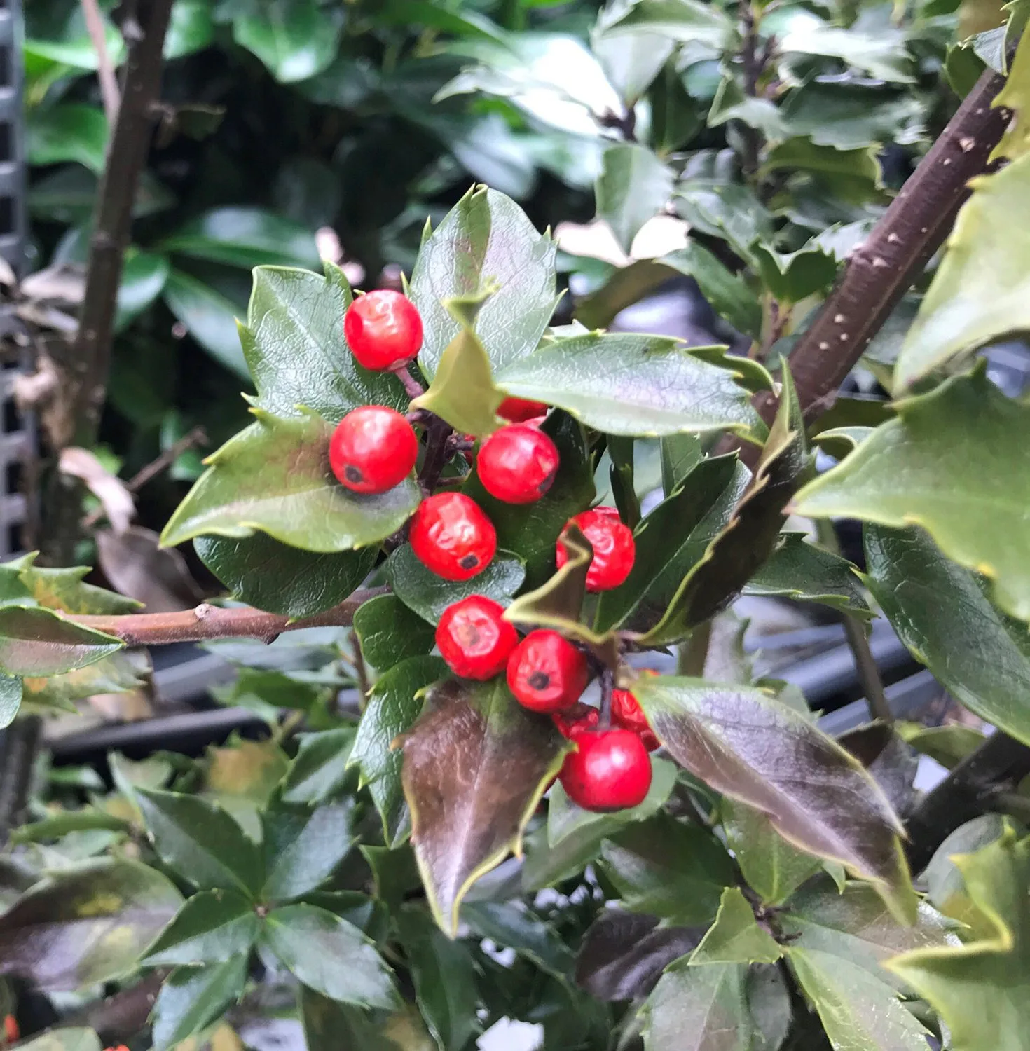 Ilex aquifolium 'Blue Maid'