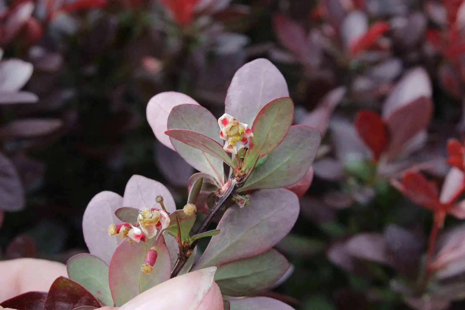 Berberis thunbergii 'Atropurpurea Nana' - Image 4