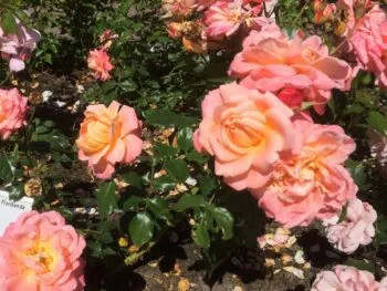 Rosa 'Kalmar'