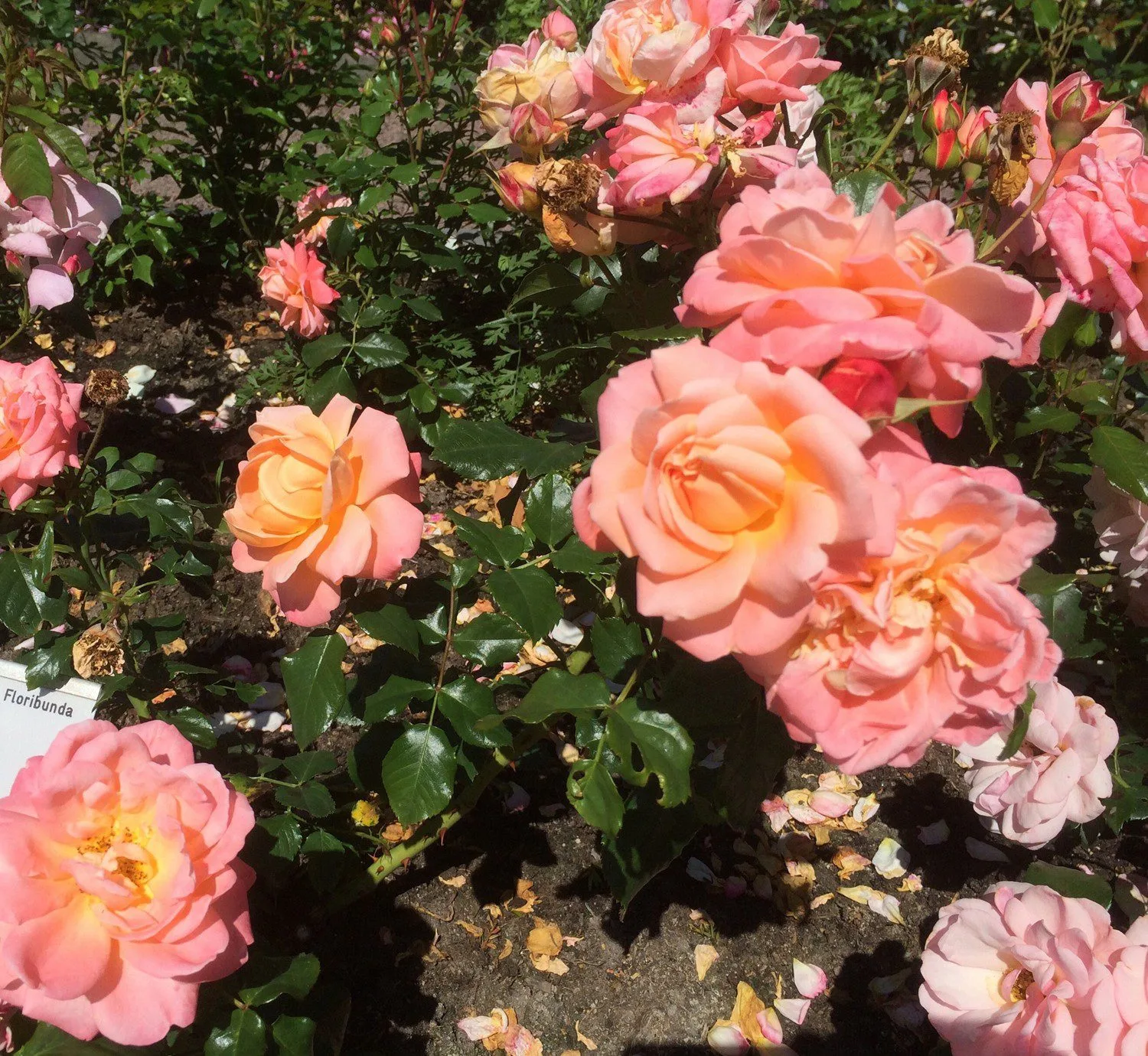 Rosa 'Kalmar'