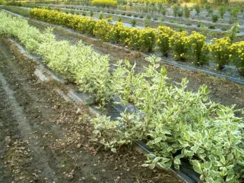 Cornus alba 'Ivory Halo'