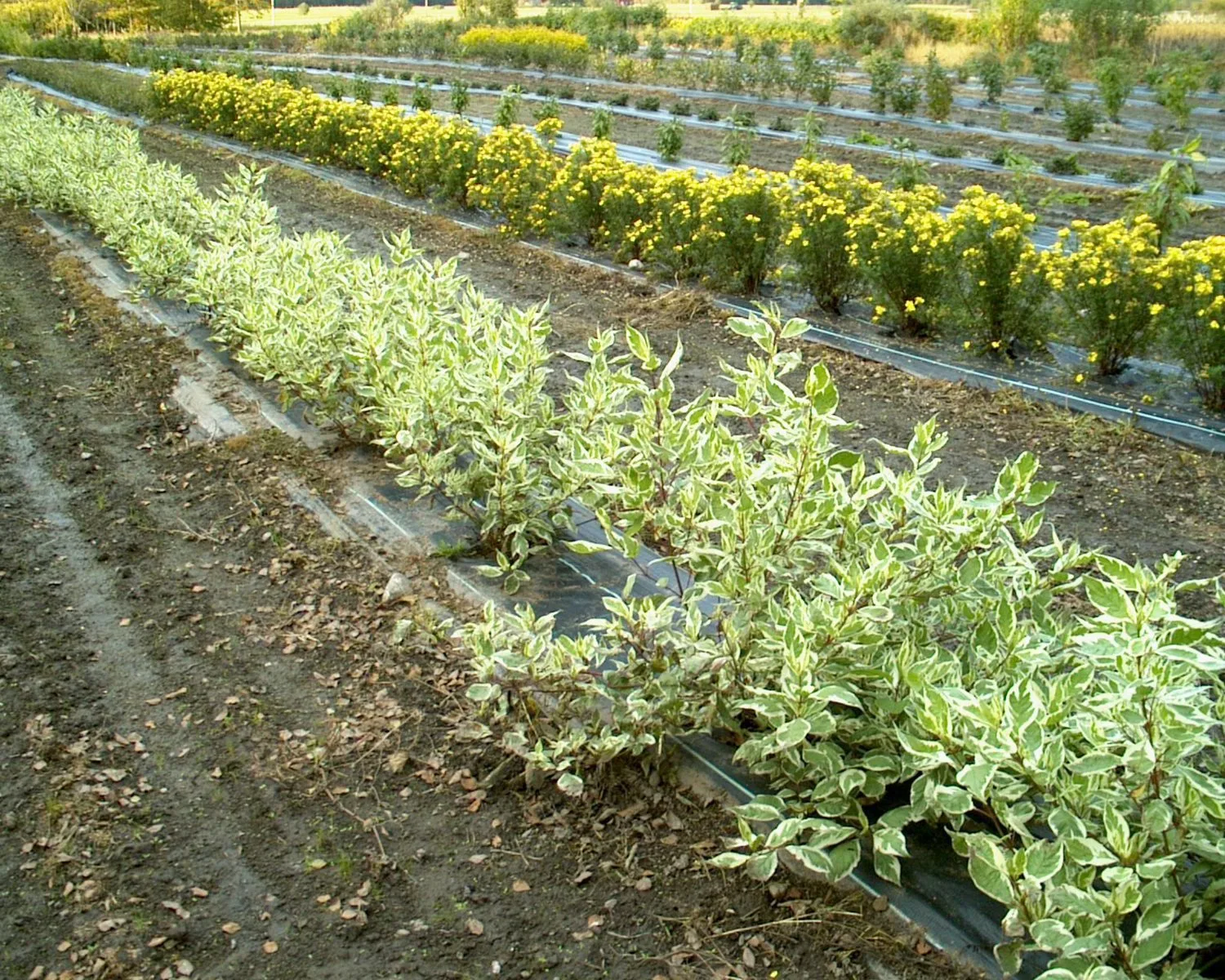 Cornus alba 'Ivory Halo'