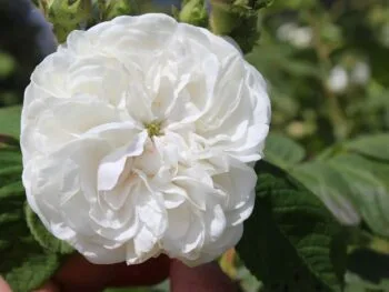 Rosa 'Mme Hardy'