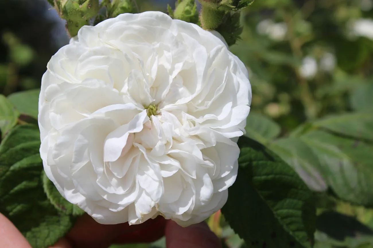 Rosa 'Mme Hardy'