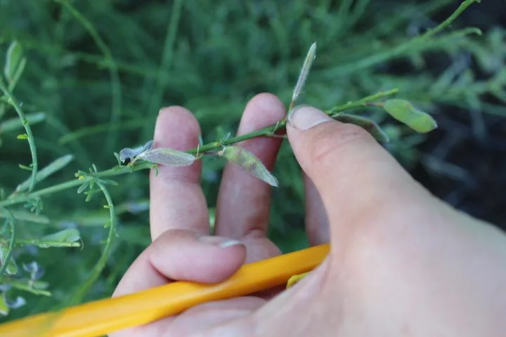 Cytisus purgans - Image 5