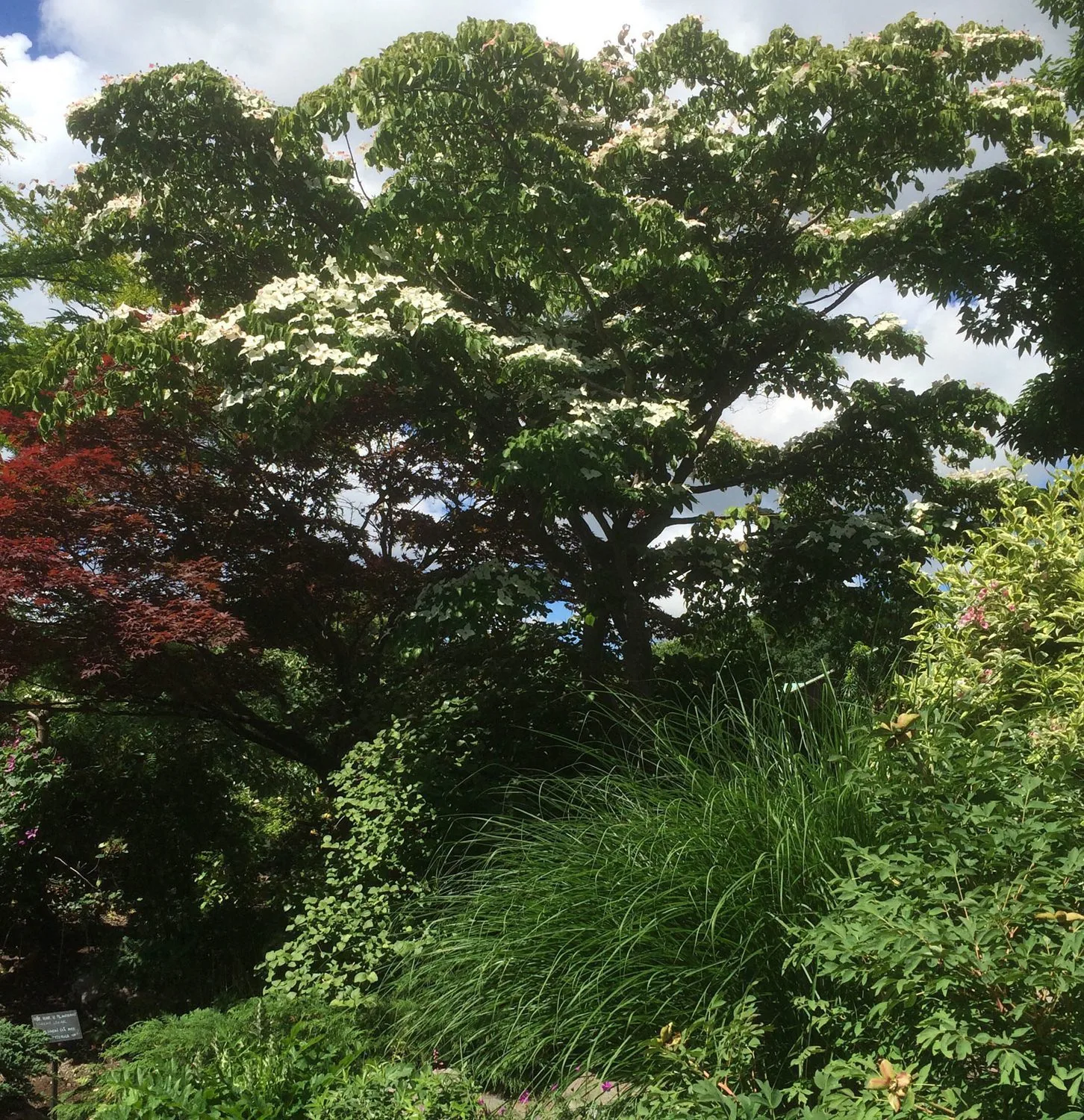 Cornus kousa