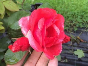 Rosa 'Morden Fireglow'