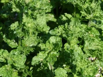 Mentha spicata 'Crispa'
