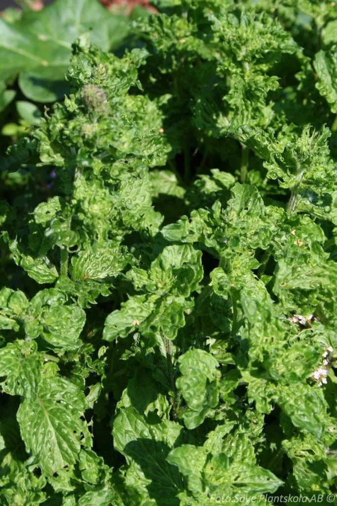 Mentha spicata 'Crispa'