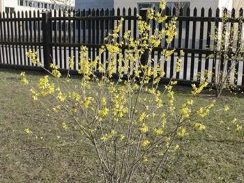 Forsythia mandshurica E