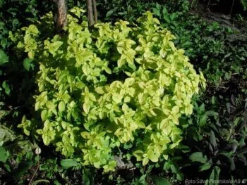 Origanum vulgare 'Thumbles Variety'