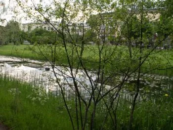 Frangula alnus fk Åmål E