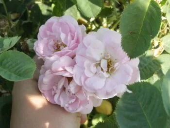 Rosa 'Celestial'